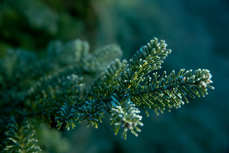 Green Branches of a Coniferous Tree