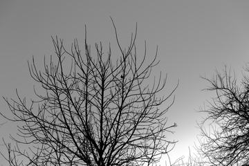 Bird on the Tree in Winter
