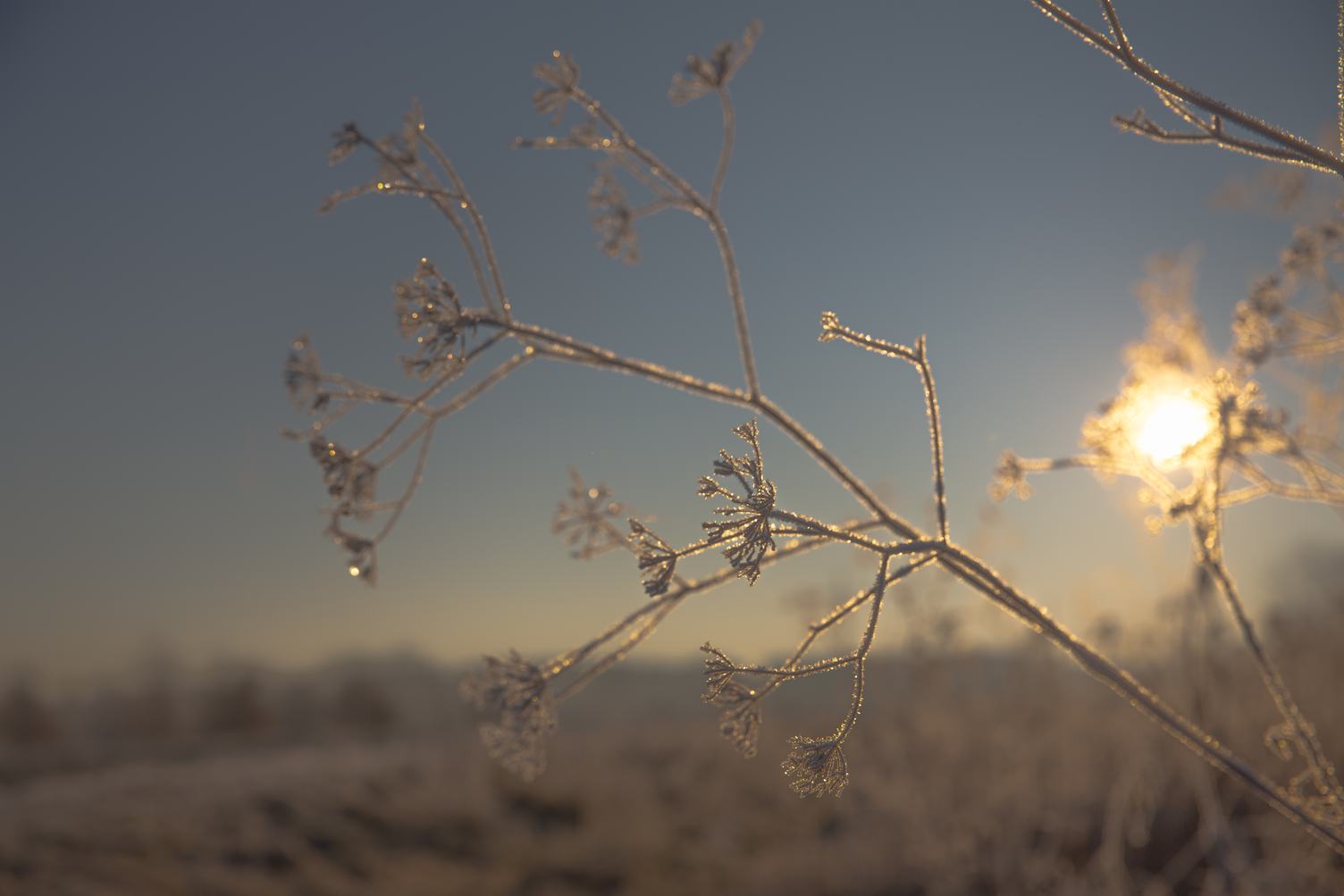 Frosted Plant against the Sun