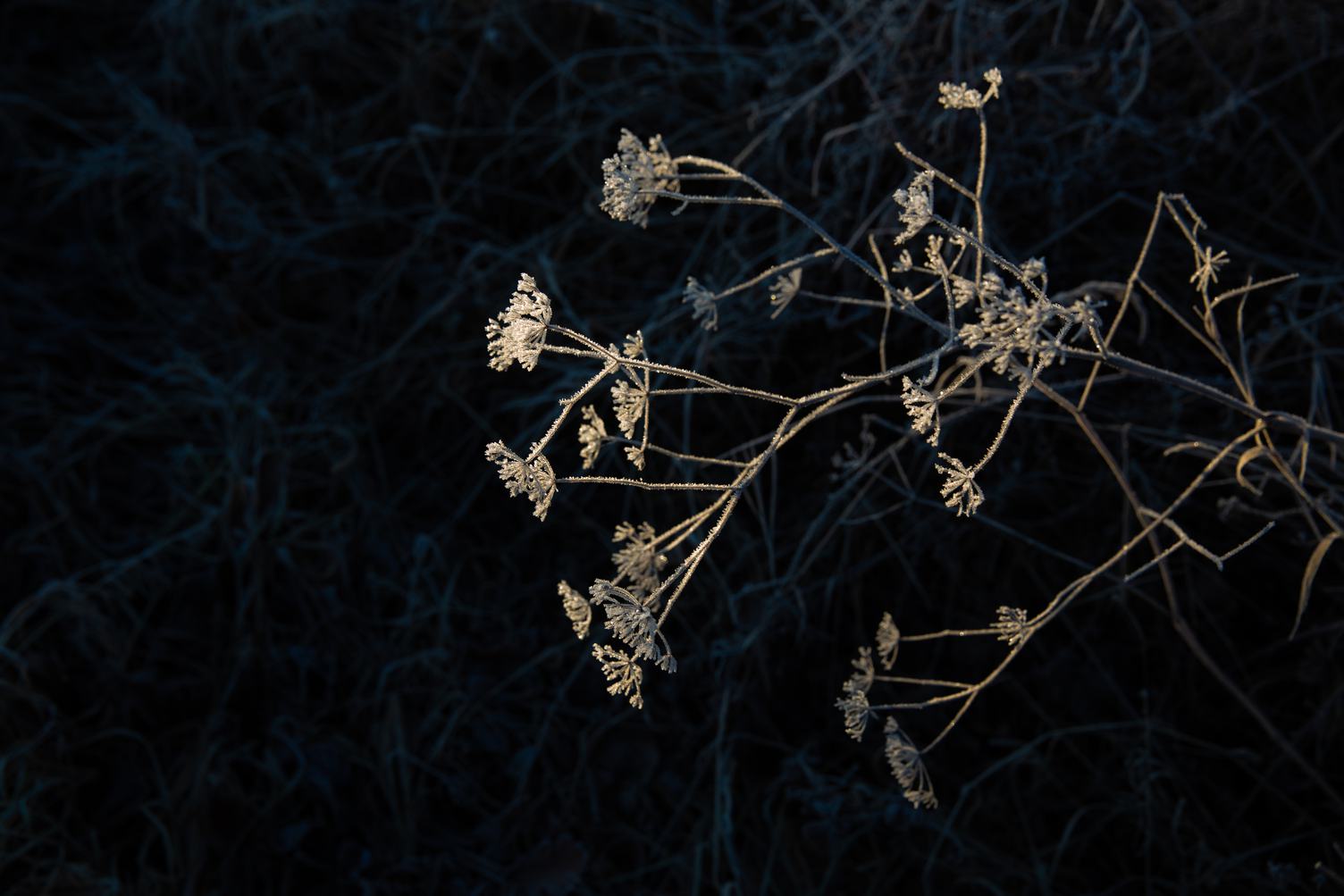 Frosted Plant on the Dark Background