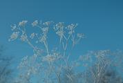 Frozen Umbellate Plant on a Blue Background