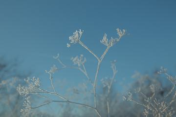 Delicate Frozen Umbellate Plants