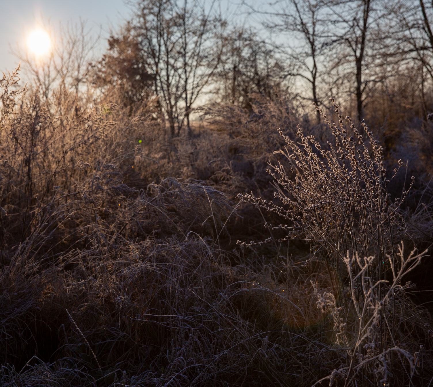 Frosted Plants against the Sun
