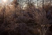 Frosted Plants against the Sun