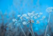 Close up of Frozen Umbellate Plant