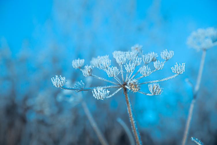 Close up of Frozen Umbellate Plant