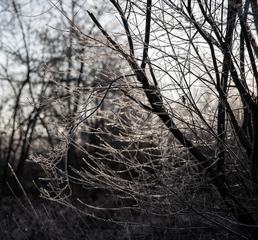 Thin Frosted Branches of the Bush