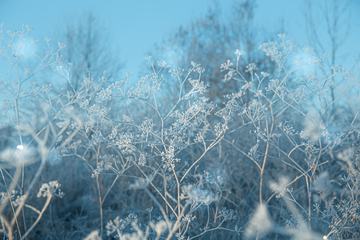 Frosted Umbellate Plants