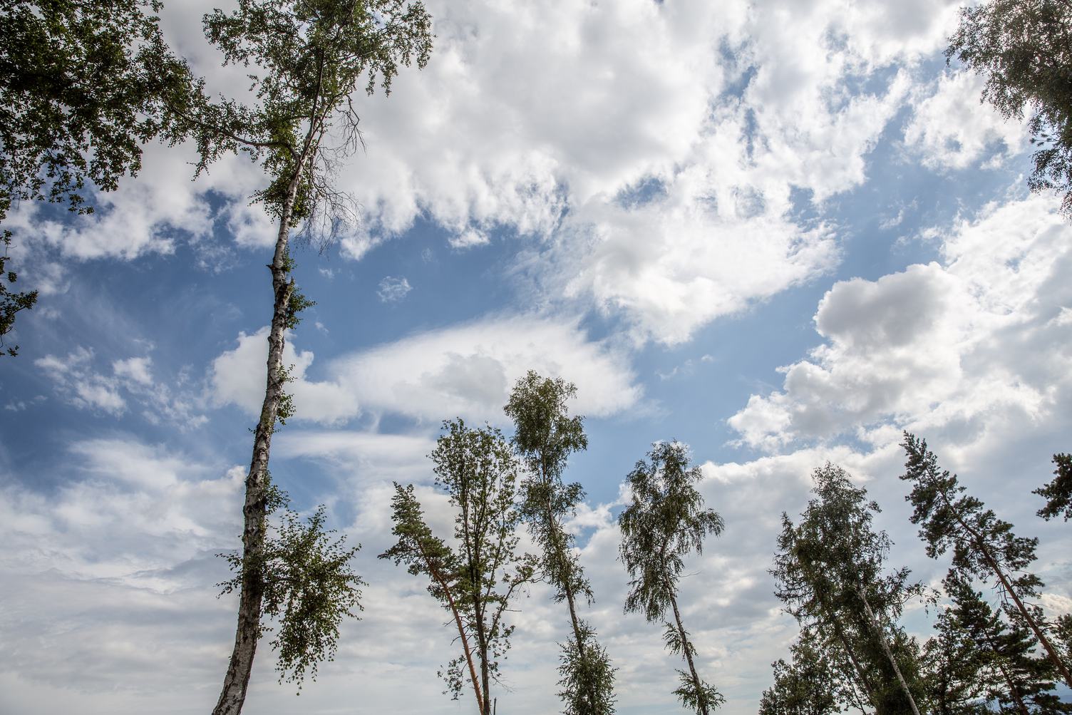 Trees against the Sky