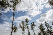 Trees against the Sky