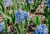 Spring Flower - Hyacinth